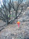 Fire Lily next to burned Protea bush