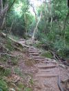 Path through the forest